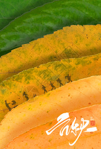 一串香蕉创意叶子变化立秋二十四节气海报GIF高清图片