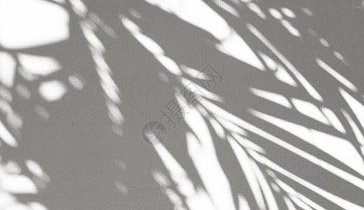 树黑白自然光影背景设计图片