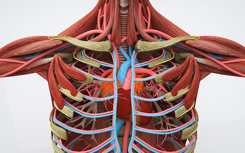 内脏结构人体器官骨骼设计图片