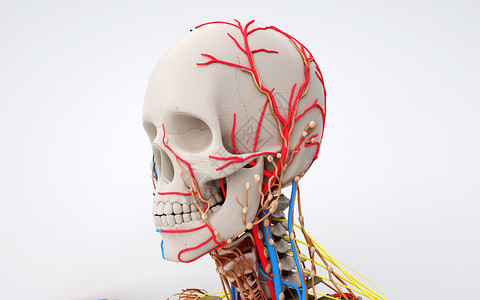 供血系统人体头部器官结构设计图片