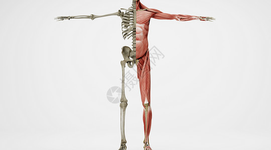 人体骨骼肌肉场景高清图片