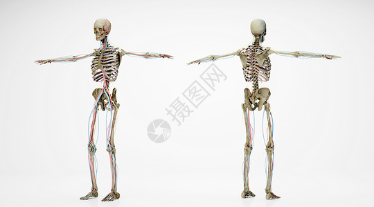 人体骨骼场景循环系统高清图片素材