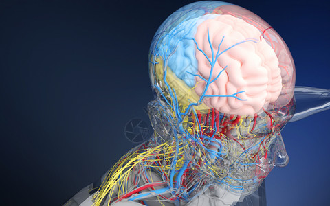 人体脑部器官结构组织背景图片
