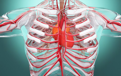 人体心脏组织结构背景图片