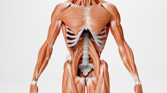臀部肌肉人体骨骼肌肉场景设计图片