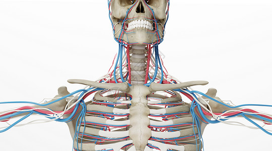 人体骨骼动静脉场景建模高清图片素材