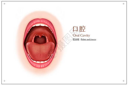 口腔腭和咽前面观医疗插画背景图片