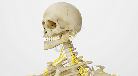 人体骨骼神经系统人类骨架高清图片素材