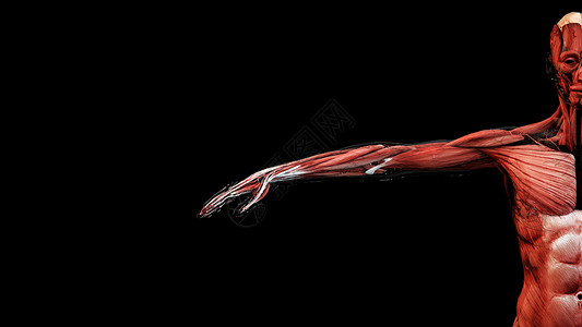 3D人体结构医学高清图片素材