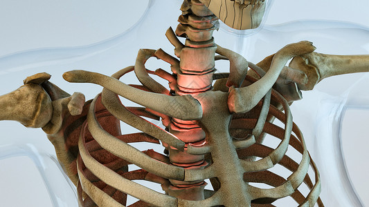 3D人体骨架背景图片