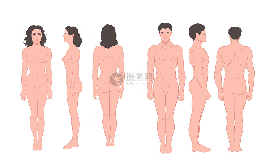 男女人体三视图插画图片