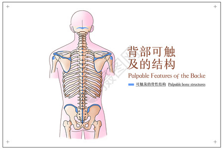 关爱脊椎背部可触及的结构医疗插画插画