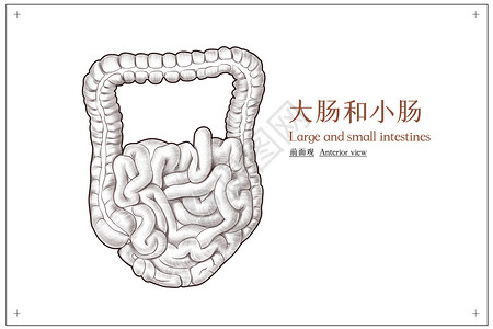 腹部大肠与小肠医疗插画图片