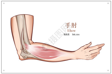 人侧面手肘结构侧面观插画