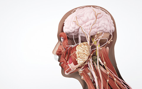 头部肌肉人体头部侧面结构组织设计图片
