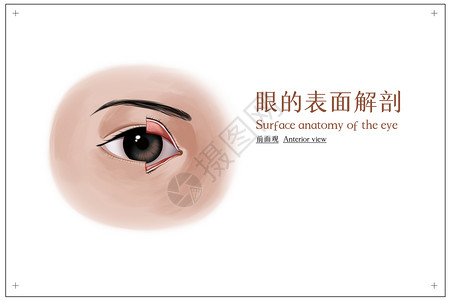 美容眼部眼的表面解剖前面观医疗插画插画