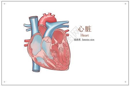 心脏解剖医疗插画心源性猝死高清图片素材