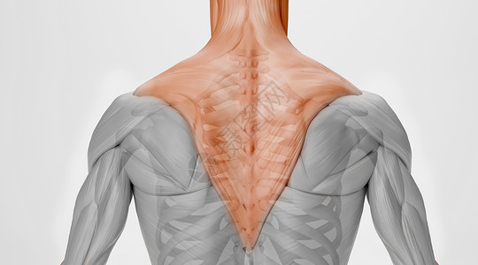 肌肉系统人体骨骼肌肉场景设计图片
