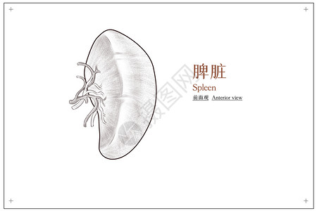 器官结构腹部器官脾脏结构前面观医疗插画插画