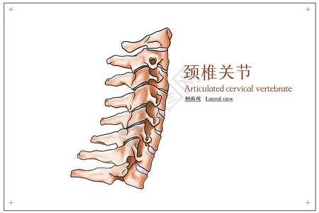 颈椎关节侧面观医疗插画背景图片
