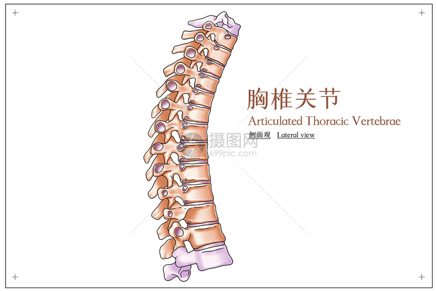 胸椎关节侧面观医疗插画图片