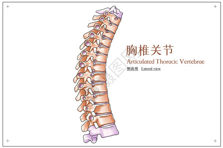 胸椎关节侧面观医疗插画高清图片