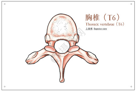 胸椎上面观医疗插画高清图片