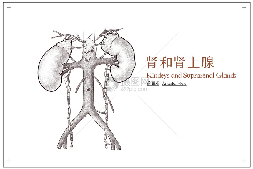 腹部器官肾和肾上腺前面观医疗插画图片