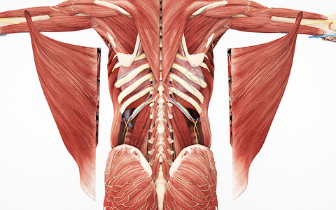 人体背部深层肌人体背部深浅肌群设计图片
