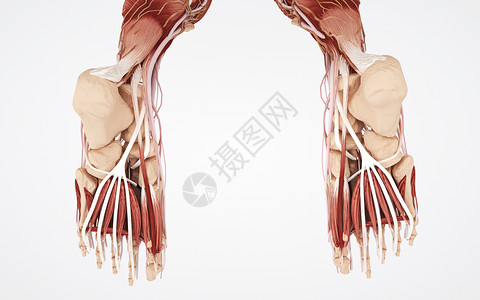 人体脚底部结构组织背景图片