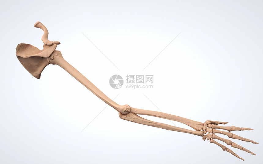人体上肢结构骨骼图片
