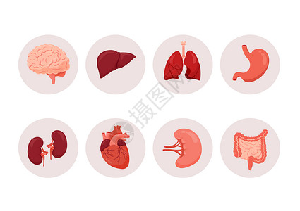 生活提高医学人体器官合集插画插画