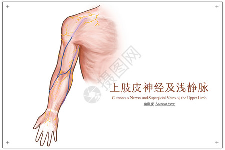 上肢皮神经及浅静脉前面观医疗插画背景图片