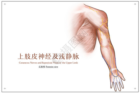 上肢皮神经及浅静脉后面观医疗插画高清图片