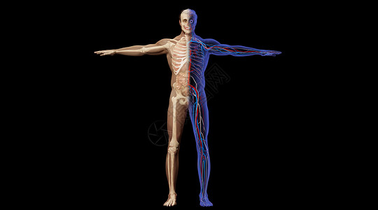 人体经脉图创意人体骨骼场景设计图片