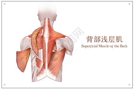 康复健身背部浅层肌医疗插画插画