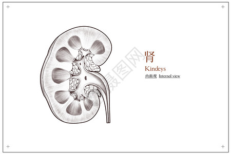 人体黑白腹部器官肾部内面观医疗插画插画