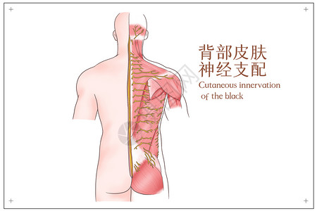 背部肌肉背部皮肤神经支配医疗插画插画