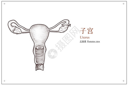 盆腔子宫后面观医疗插画背景图片