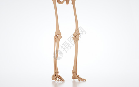 人体下肢骨骼图片