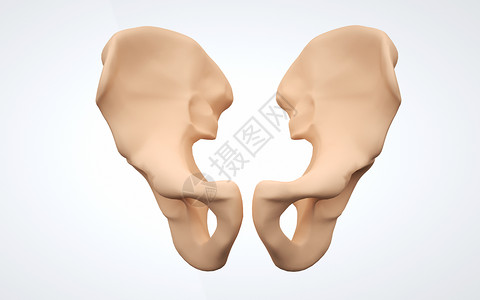 人体下肢髋骨设计图片