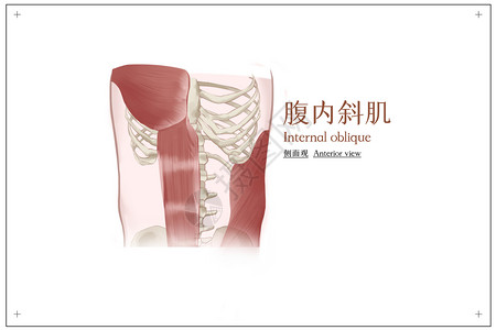 腹内斜肌正面观医疗插画背景图片