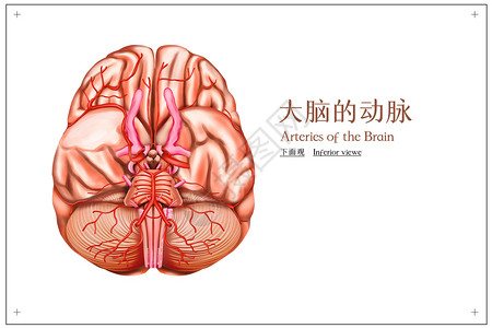 大脑的动脉下面观医疗插画图片