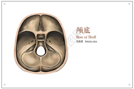 颅底内面观医疗插画人体高清图片素材