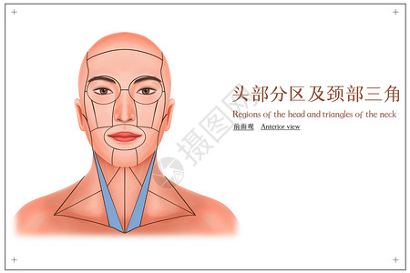人体头部头部分区及颈部三角前面观医疗插画插画
