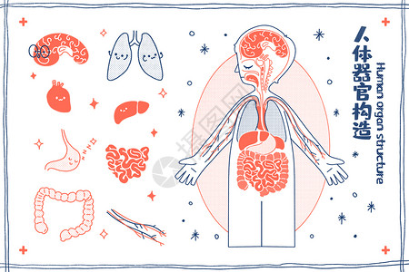 神经的人体器官构造医疗插画插画