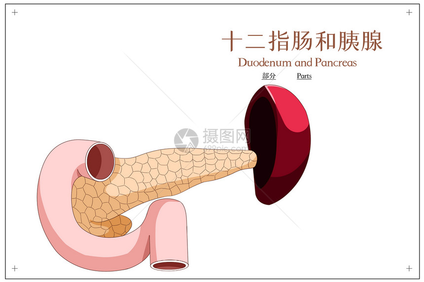 十二指肠和胰腺部分医疗插画图片
