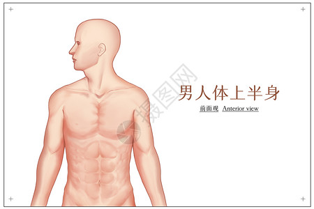 男性人体上半身医疗插画背景图片