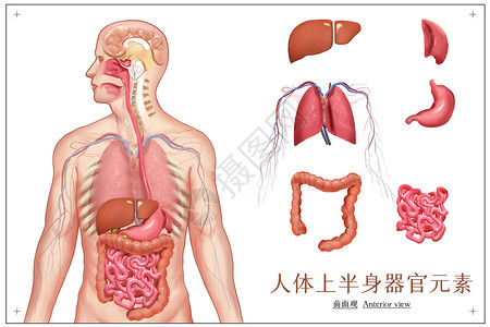 三七头人体上半身器官元素单列插画