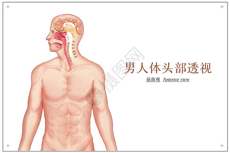 男人体头部透视医疗插画图片